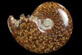 Polished, Agatized Ammonite (Cleoniceras) - Madagascar #97303-1